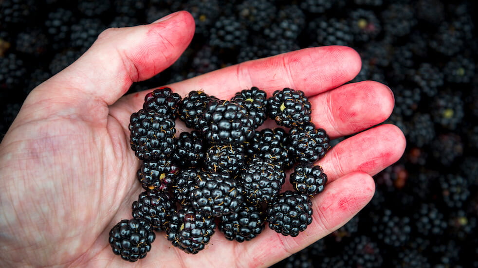 Tips for foraging in autumn: blackberries are a favourite for berry picking
